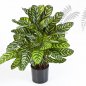 Preview: GREEN CALATHEA X 88 1014XL