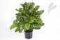 Preview: GREEN CALATHEA X 88 1014XL