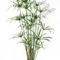 Preview: Royal Papyrus Plant 155cm 1030XL