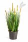 Preview: FOXTAIL GRASS W/GREEN FL 1040S