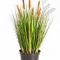Preview: Foxtail Grass W/Brown Fl 60cm 1040SB