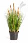 Preview: Foxtail Grass W/Brown Fl 60cm 1040SB