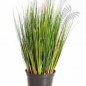 Preview: FOXTAIL GRASS 60cm 1040X
