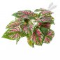 Preview: Caladium Bush X 7 Pink 34cm 1063PK