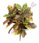 Preview: Croton PLANT X 3 75cm 1070N