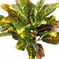 Preview: Croton Leaf Bush X 30 Lvs 40cm 1071N