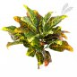 Preview: Croton Leaf Bush X 30 Lvs 40cm 1071N