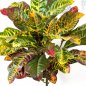 Preview: Croton Leaf Bush X 35 Lvs 55cm 1072N