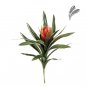 Preview: Bromelia Ginger Red 40cm 1078R