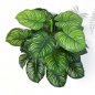 Preview: CALATHEA BUSCH X 22 1112N