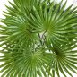 Preview: FAN PALM BUSH X 10 LVS 1114N