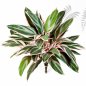 Preview: CORDYLINE BUSH X 36 1116N