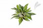 Preview: DRACAENA BUSH X 36 1117N