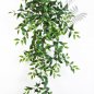 Preview: TRADESCANTIA HANGING BUSH X15 1132N