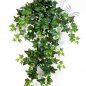 Preview: GREEN IVY HANGING Bush X 12 1135N