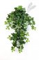 Preview: GREEN IVY HANGING Bush X 12 1135N