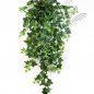 Preview: GREEN IVY HANGING BUSH X 15 1136N