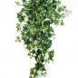 Preview: VAR. IVY HANGING BUSH X 15 1136V