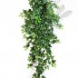 Preview: GREEN IVY HANGING BUSH X 18 1137N