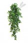 Preview: GREEN IVY HANGING BUSH X 18 1137N