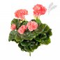 Preview: GERANIUM BUSH X 7 1148P