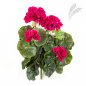 Preview: GERANIUM BUSH X 7 1148V