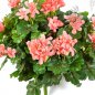 Preview: GERANIUM CASCADE BUSH 1150P