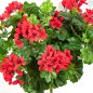 Preview: GERANIUM CASCADE BUSH 1150R