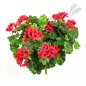 Preview: GERANIUM CASCADE BUSH 1150R