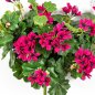 Preview: GERANIUM CASCADE BUSH 1150V