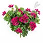 Preview: GERANIUM CASCADE BUSH 1150V