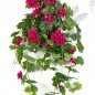 Preview: GERANIUM CASCADE HANGING BUSH 1151V