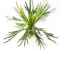 Preview: Staghorn Fern 48cm 11581