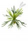 Preview: Staghorn Fern 48cm 11581