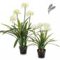 Preview: Agapanthus White w/pot 66cm 1170W