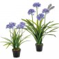 Preview: Large Agapanthus Blue w/pot 103cm 1171B