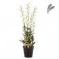 Preview: Orchid Dendrobidium White/Pot 132cm 1177W