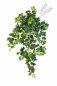 Preview: GRAPE IVY HANGING BUSH X 7 1190N