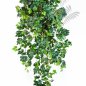 Preview: GRAPE IVY HANGING BUSH X 12 1191N