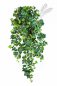 Preview: GRAPE IVY HANGING BUSH X 12 1191N