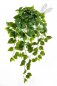 Preview: Philo Hanging Bush X 232 85cm 1194N