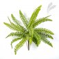 Preview: WILD BOSTON FERN 1300N