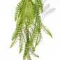 Preview: WILD BOSTON FERN HANGING BUSH 1301N