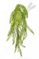 Preview: WILD BOSTON FERN HANGING BUSH 1301N