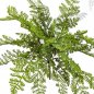 Preview: WOOD FERN 1302N