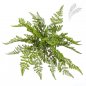 Preview: WOOD FERN 1302N
