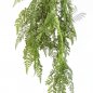 Preview: WOOD FERN HANGING BUSH 1303N