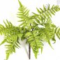 Preview: CINNAMON FERN 1304N