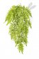 Preview: CINNAMON FERN HANGING BUSH 1305N