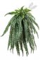 Preview: LARGE FERN HANGING BUSH X 64 1325N